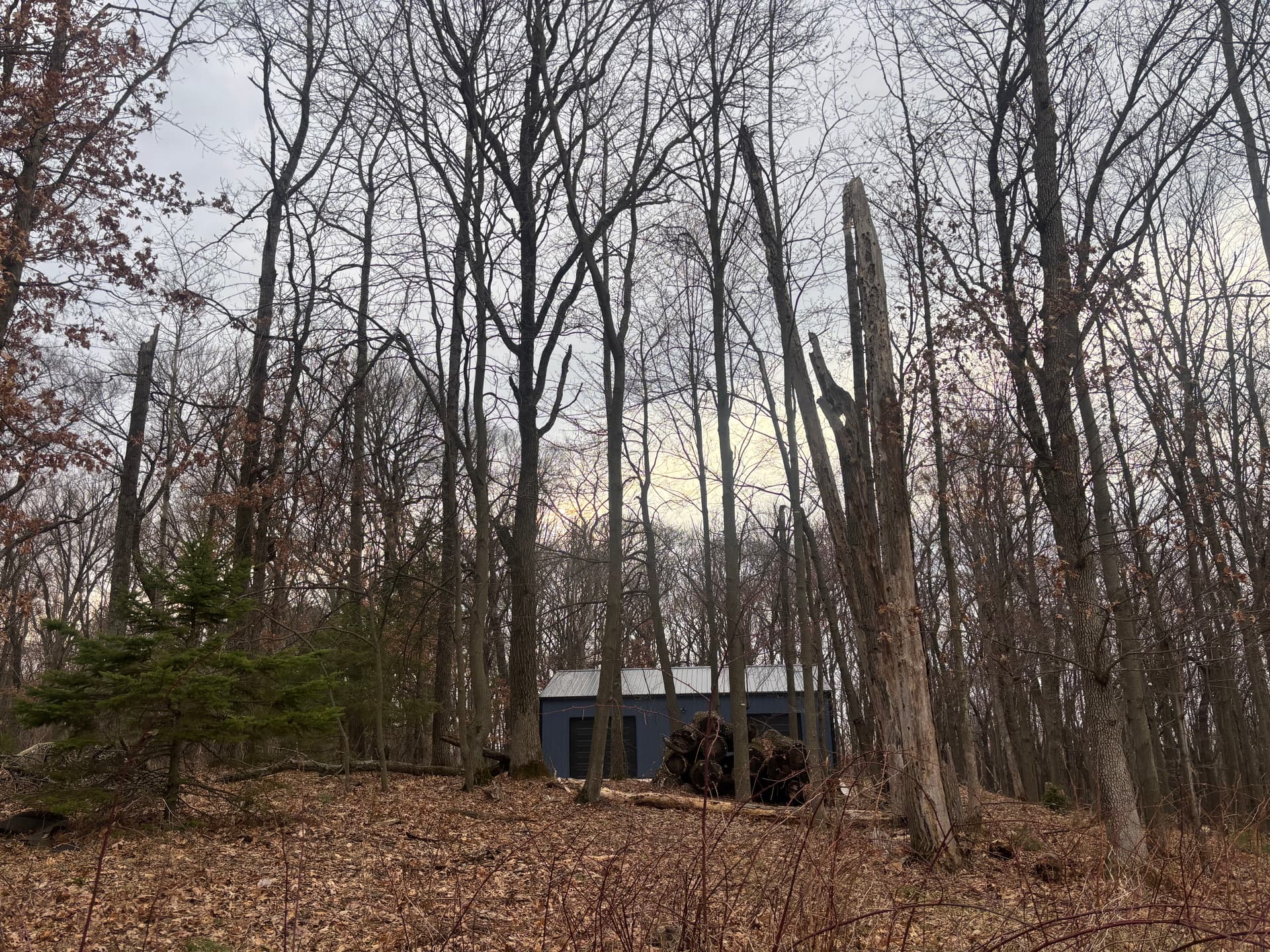 Gallery photos for Tree Removal and Forestry Mulching on a Wooded Property: Image #1