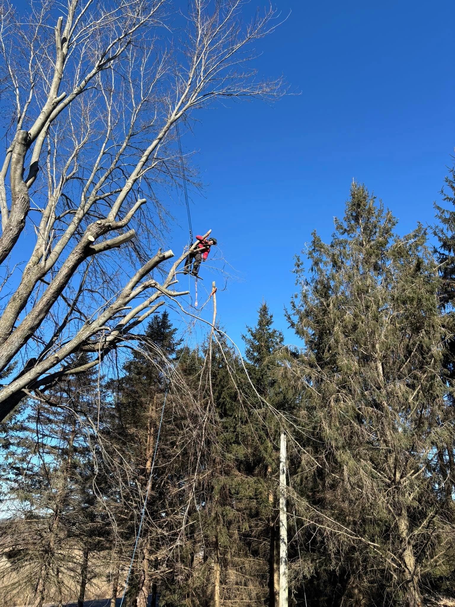 Tree Removal image