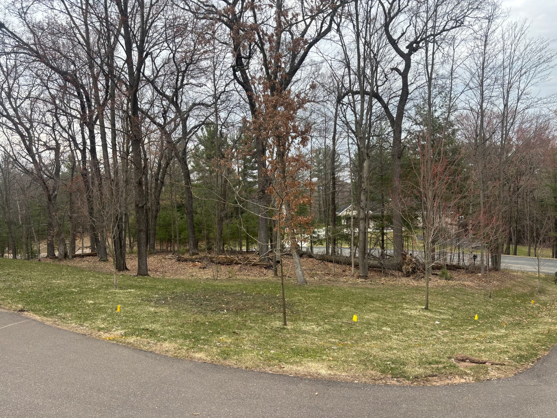 Tree Removal and Forestry Mulching on a Wooded Property image