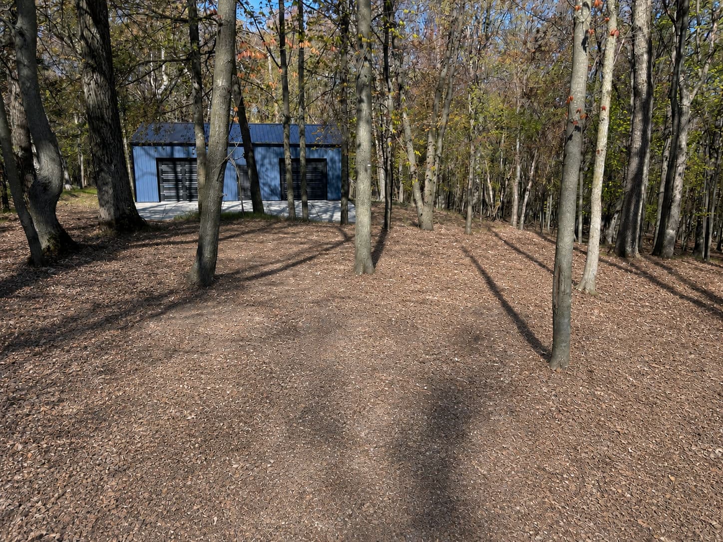Gallery photos for Tree Removal and Forestry Mulching on a Wooded Property: Image #3