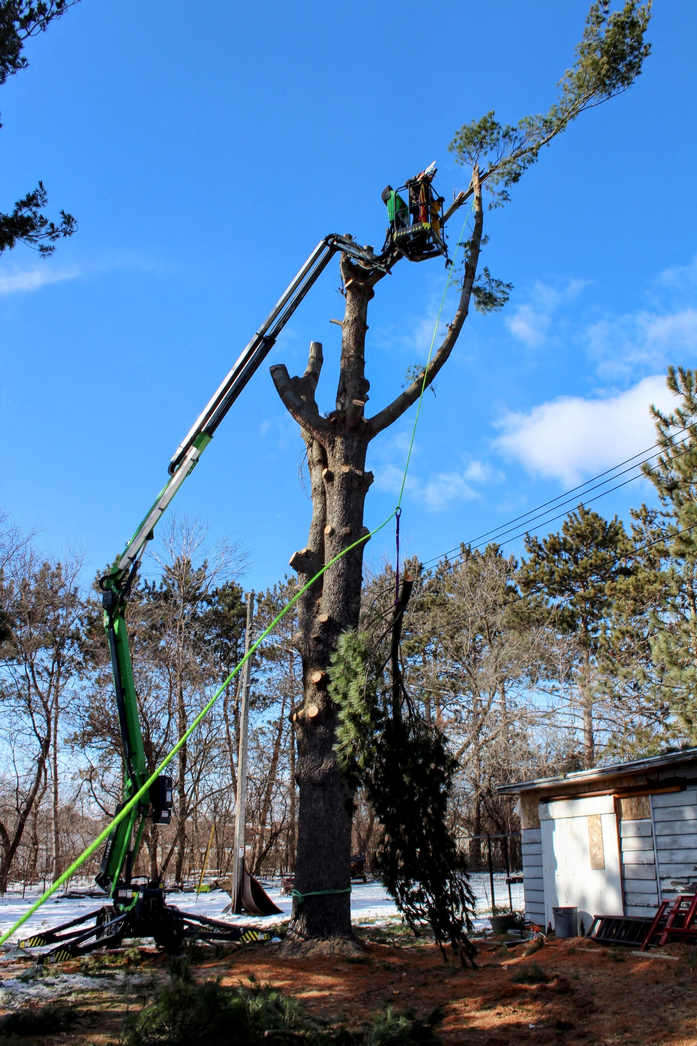Project Safe Tree Removal of Giant Pine image