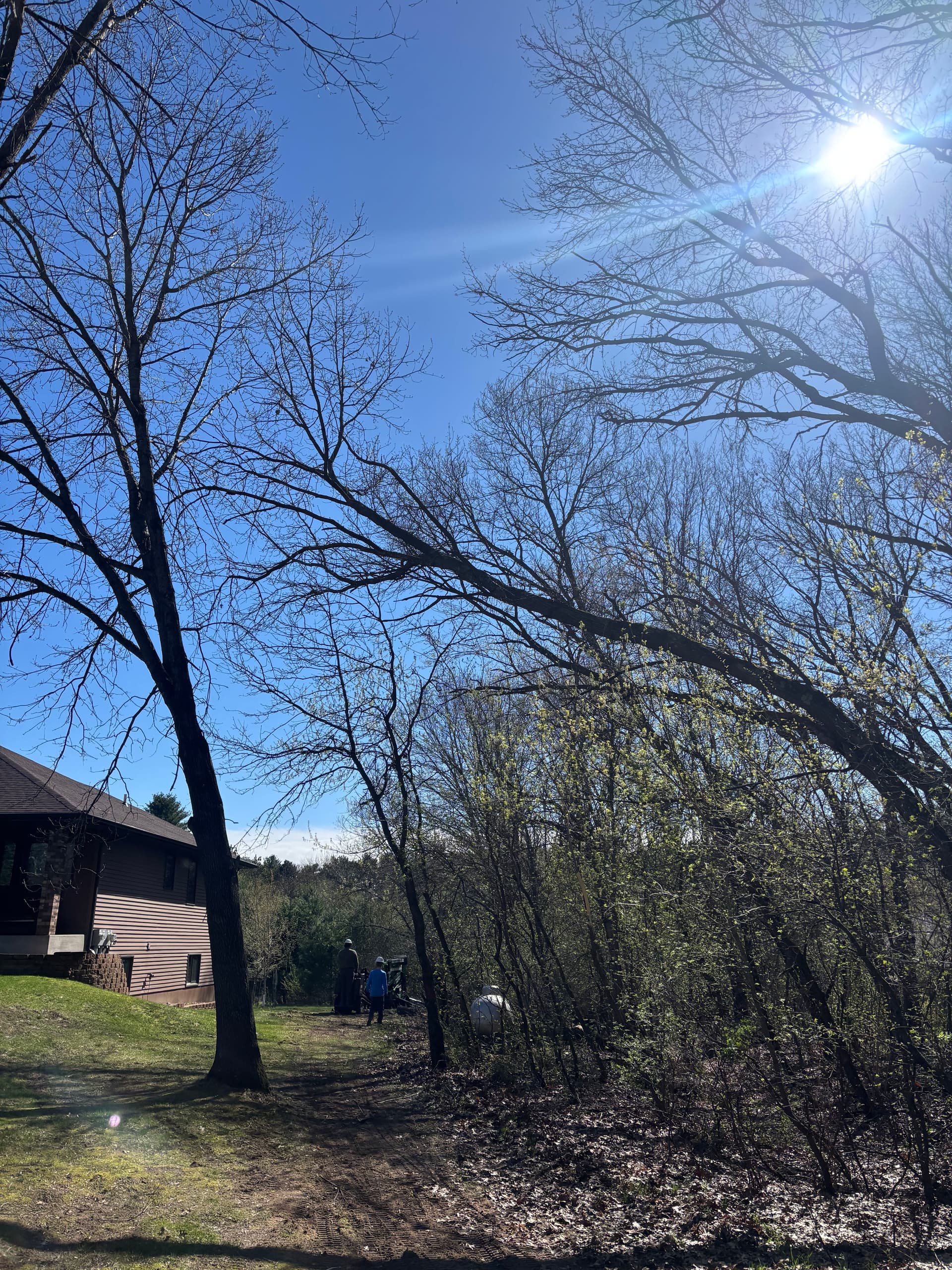 5 Hazard Trees Removed Near a Home and Propane Tank image