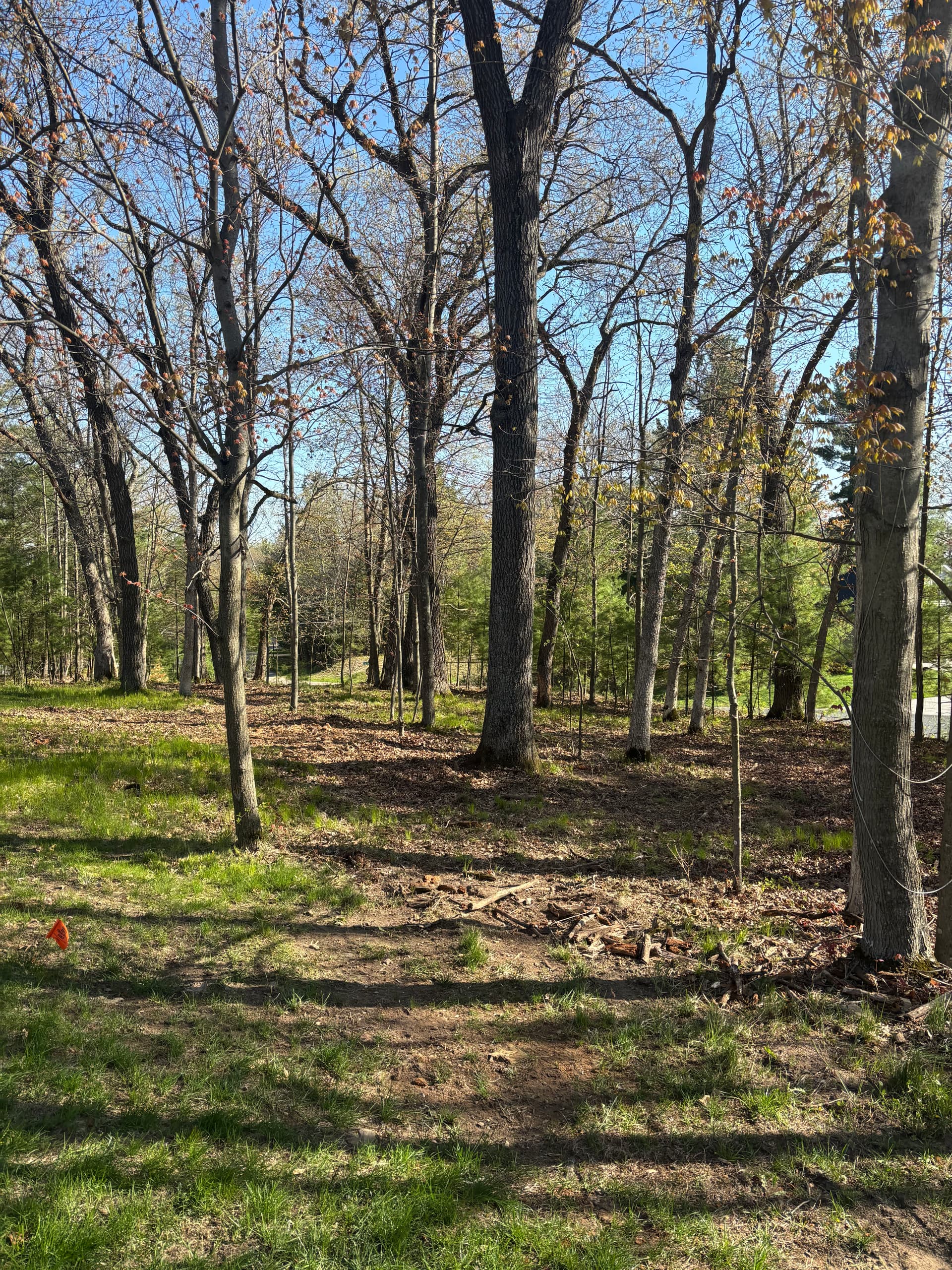 Gallery photos for Tree Removal and Forestry Mulching on a Wooded Property: Image #2