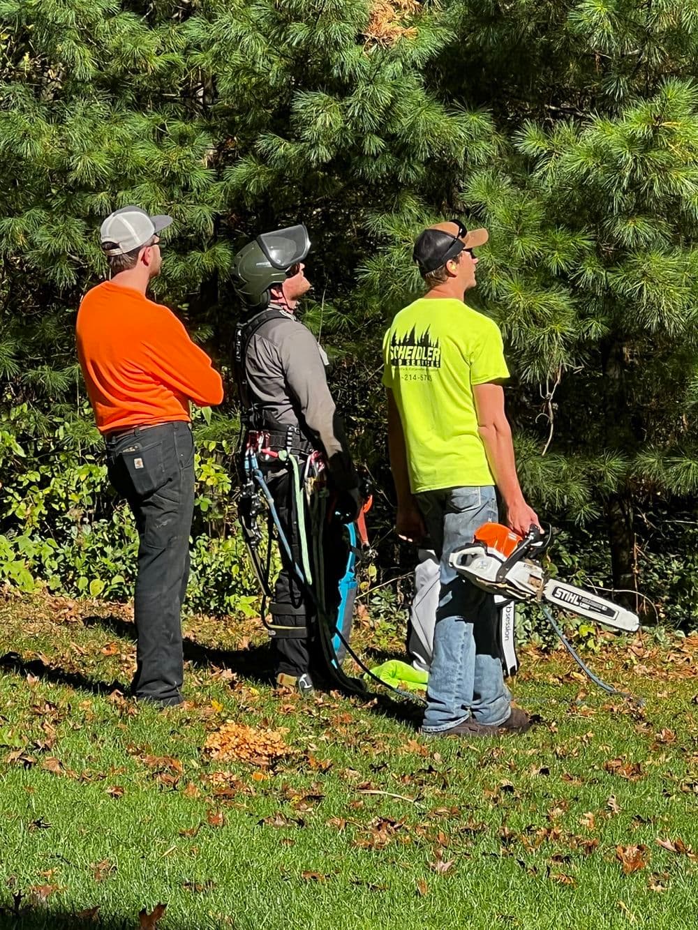 Tree service team preparing for a job, equipped with safety gear and chainsaw in a wooded area.