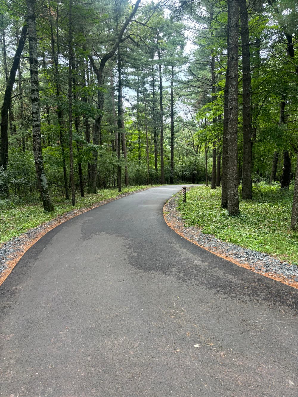 Curved pathway in a lush green forest with tall trees and serene surroundings.
