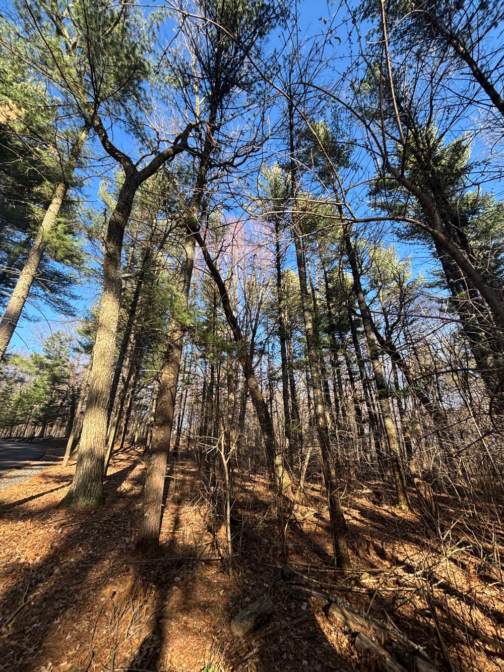 Tall trees in a forest under a clear blue sky, showcasing natural sunlight and shadows.