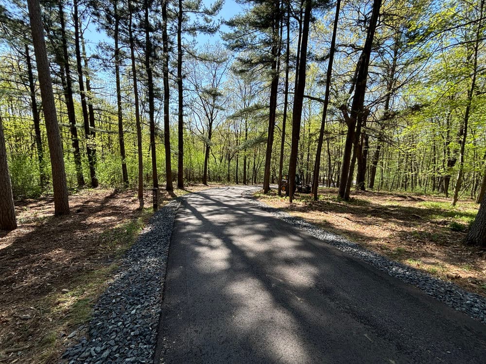 Paved road through a lush forest with tall trees and dappled sunlight.