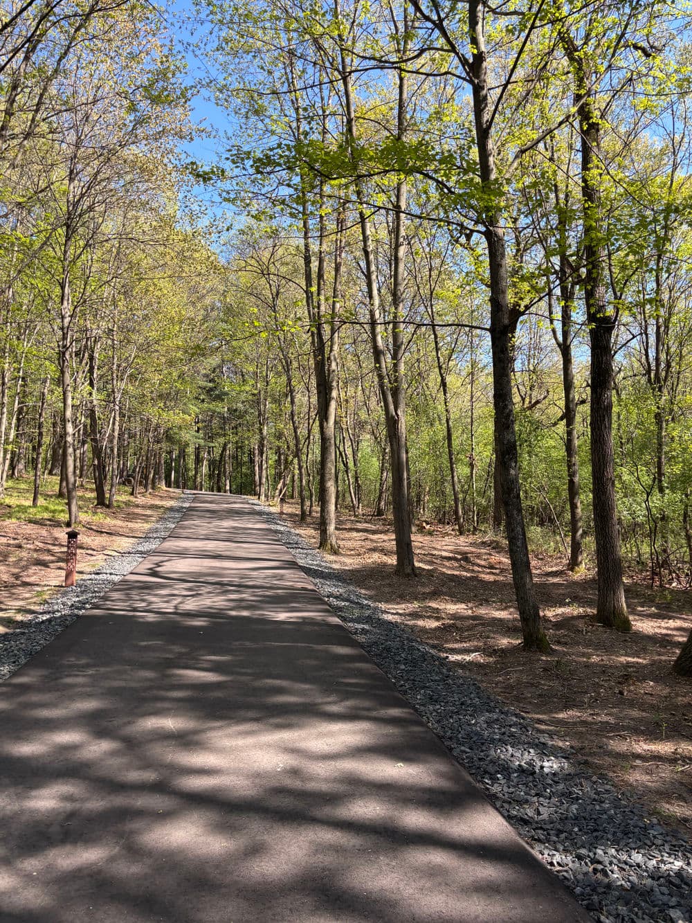 Scenic forest pathway lined with trees and gravel, sunlight filtering through foliage.