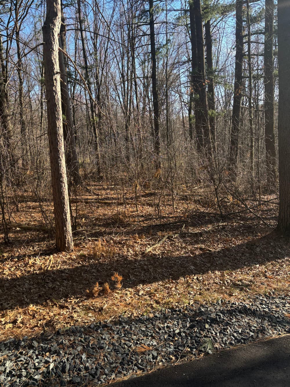 Home with trees and an orange sunset