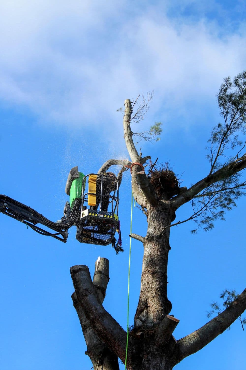 Gallery photos for 80ft White Pine Safely Removed in Eau Claire: Image #5