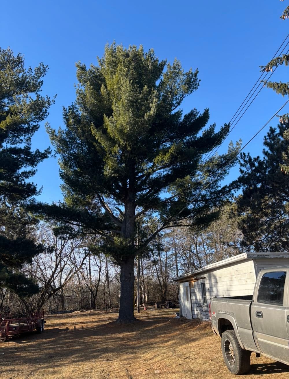 Gallery photos for 80ft White Pine Safely Removed in Eau Claire: Image #1