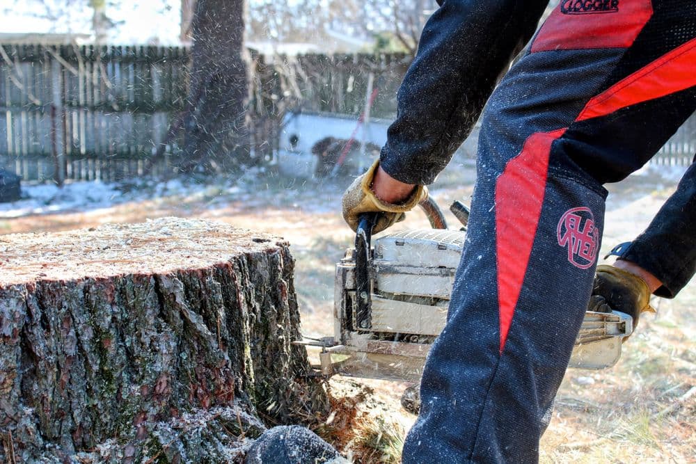 Gallery photos for 80ft White Pine Safely Removed in Eau Claire: Image #8