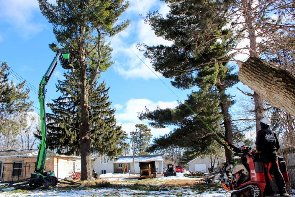 Gallery photos for 80ft White Pine Safely Removed in Eau Claire: Image #4