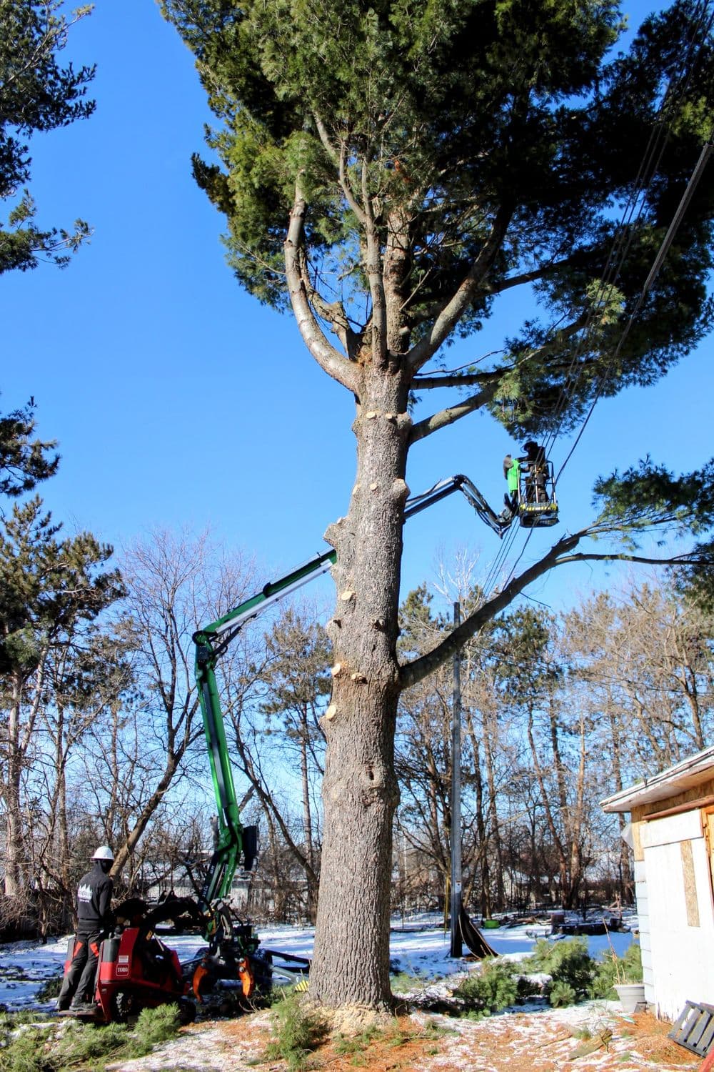 Gallery photos for 80ft White Pine Safely Removed in Eau Claire: Image #3