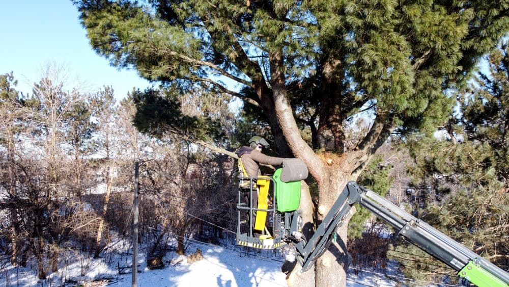 Gallery photos for 80ft White Pine Safely Removed in Eau Claire: Image #2