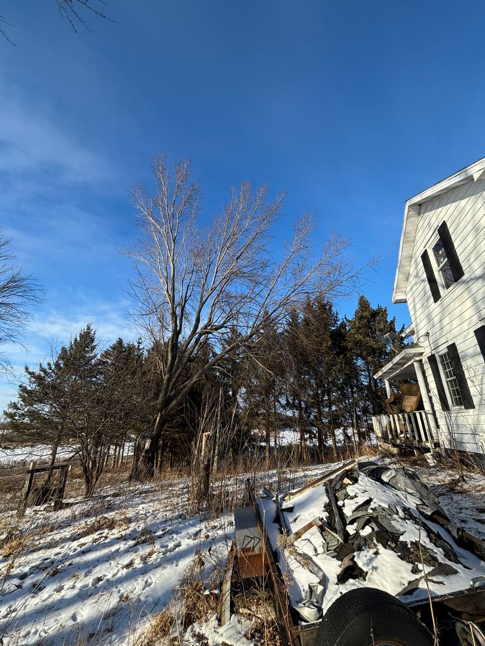 Tree Removal Success in Chippewa Falls