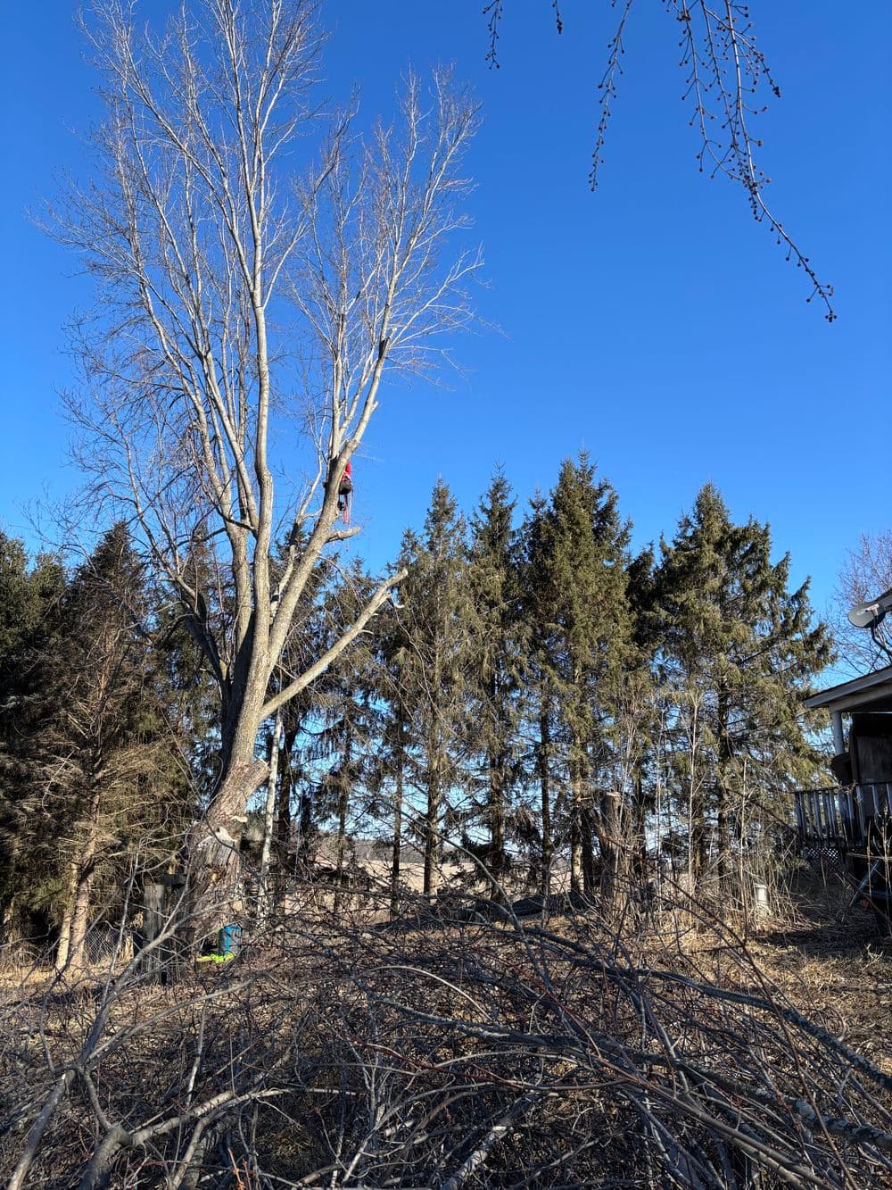 Tree Removal Success in Chippewa Falls