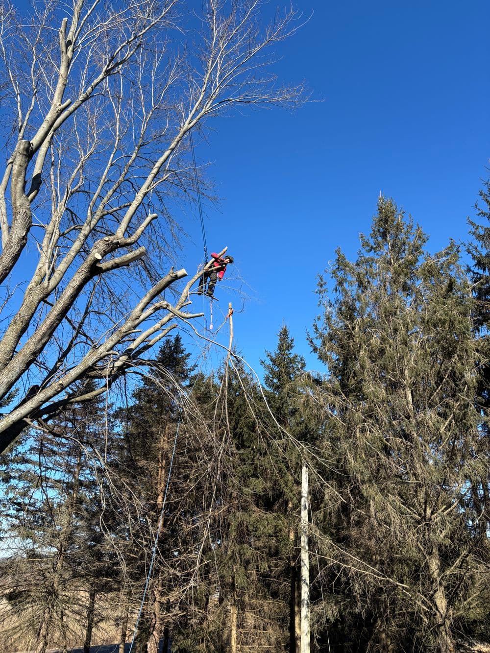 Tree Removal Success in Chippewa Falls