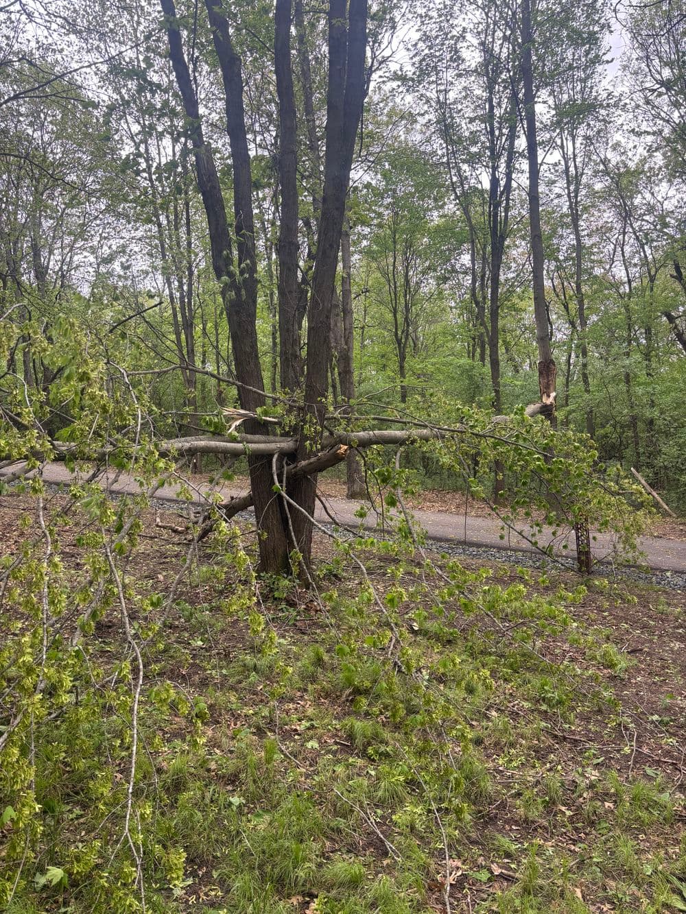Efficient Land Clearing in Eau Claire WI