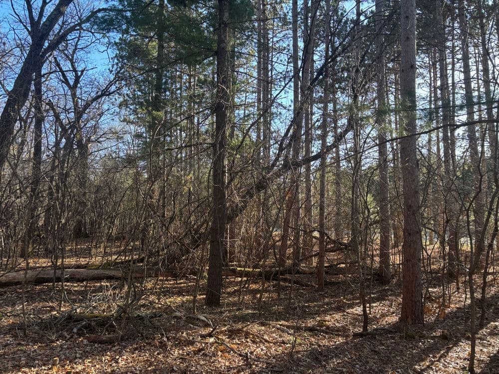 Efficient Land Clearing in Eau Claire WI