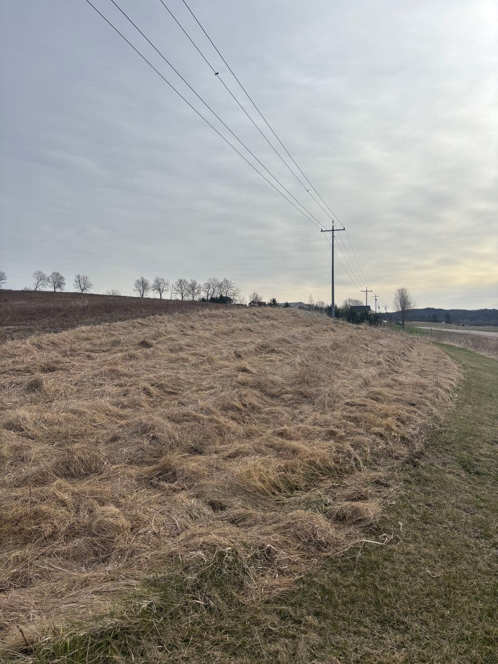 Gallery photos for Efficient Brush Clearing with Skid Steer Mower in Arcadia: Image #6