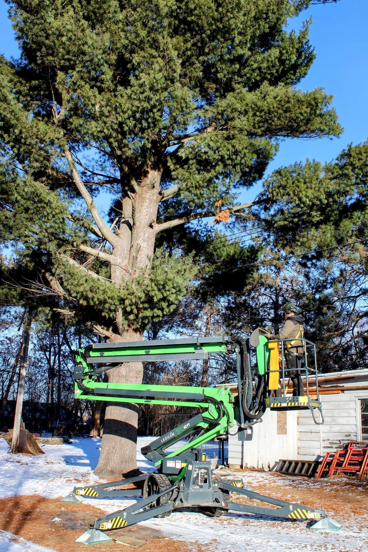 Gallery photos for Safe Tree Removal of Giant Pine: Image #1